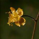 Image result for Wissadula amplissima