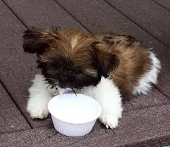 The miki rarebreed toy dogs are a perfect pet. So Fine Mi Ki Puppies Community Facebook