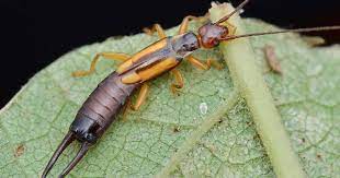 Homeowners often find these pests hiding in the laundry, upholstered furniture, folded clothing, and bedding. How To Identify And Control Earwigs Gardener S Path