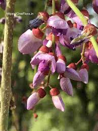 Image result for Millettia drastica