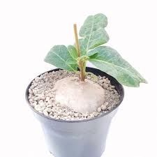 Image result for Raphionacme madiensis