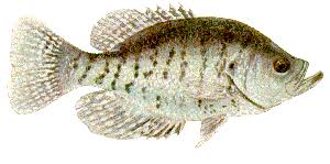 Aquatic Species Found In Fresh Water