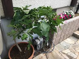 鉢植えの果物 イチジク