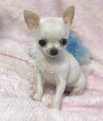 Teacup Chihuahua Teacup Chihuahua Puppies Chihuahua Puppies Cute Chihuahua