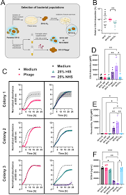Image result for Striga baumannii