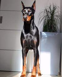 Pictures of doberman pinschers for sale. Lena With Her Whole Magnificent Shine Aww Doberman Puppy Cute Dogs And Puppies Doberman Puppy Training