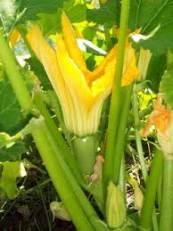Some other currencies do not change in the plural; Zuchini Courgette