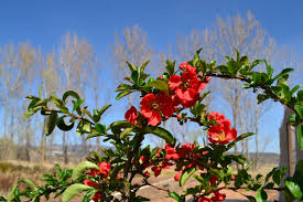 Prune to desired shape in spring after flowering to stimulate growth for the following year. Chaenomeles Speciosa Texas Scarlet Red Flowering Quince Coloradohardyplants Com