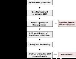 Flowchart Of Bisulfite Dna Sequencing Analysis Download