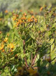Image result for Osteospermum muricatum