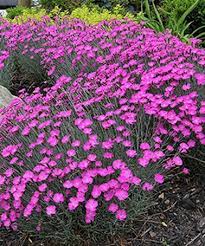 See our disclaimer perfect for small scale groundcover our creeping carpet thyme seed mat will cover pathway, landscaping, or. Creeping Carpet Thyme Seed Mat Zulily Zulilyfinds Landscaping With Rocks Creeping Thyme Plants