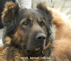 Taysiz An Adorable Long Hair Sarabi Dog From Our Kennel Iran Dogs Dog Breeds Kennel