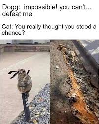 Memebase Cats Page 3 All Your Memes In Our Base Funny Memes Cheezburger