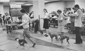 Pet friendly hotels in philadelphia. Encyclopedia Of Greater Philadelphia Dogs
