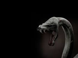 We did not find results for: Wallpuput Com The Leading Wall Pu Put Site On The Net Snake Wallpaper Snake Snake Images