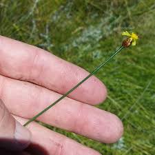 Image result for Xyris capensis