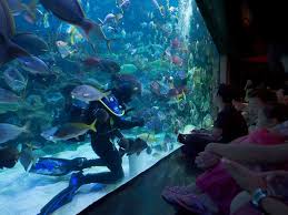 Gambar harga ikan kerapu harimau jenis terdapat malaysia gambar laut di rebanas rebanas. Aquaria Klcc Terokai Hidupan Laut Di Bandaraya Kuala Lumpur