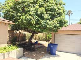 Check spelling or type a new query. Keep Or Remove Large Avocado Tree