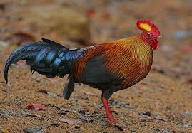 List of australian bird emblems. What Is The National Bird And Animal Of Sri Lanka Quora