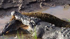 Park rangers in the northern territory are cautioning tourists about swimming in local waterways after a 3.3 metre saltwater crocodile was caught this week. The Nt News On Twitter It S Sunday So You Know What That Means Time For Some Croc On Croc Action Http T Co Rwpketst9e Http T Co A9iz3p0bxx