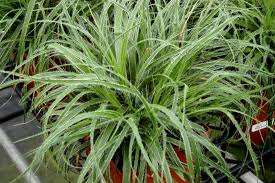 Image result for Luzula johnstonii