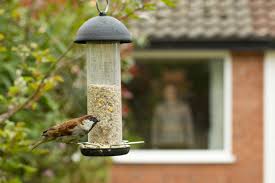 Discover my eight easy solutions for transforming that bald spot under the feeder. How To Feed Garden Birds Scottish Wildlife Trust