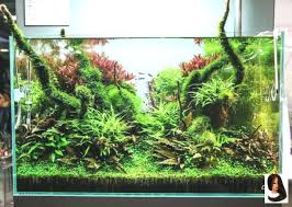 Pin On Freshwater Aquariums