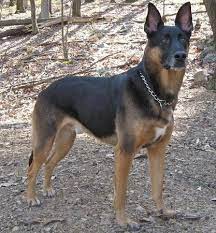 The rat terrier rottweiler mix is a unique mixed breed dog that is quite rare to find. German Shepherd Mixed With Doberman Google Search Doberman Shepherd Doberman Mix Doberman Pinscher