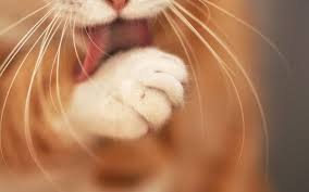 Pompis Kedi Patileri Hakkinda Bilmek Isteyeceginiz 13 Minnos Bilgi Listelist Com
