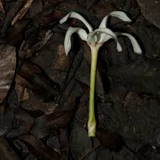 Image result for Tabernaemontana crassa