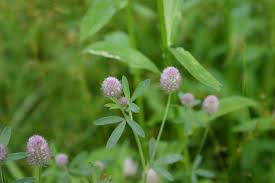 Why are the little purple flowers growing in my yard? File Pink Fuzzy Field Weed 001 Jpg Wikimedia Commons