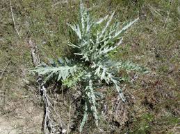 Image result for Thesium cymosum