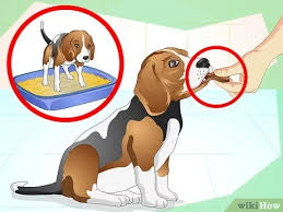 How to easily litter potty train a puppy dog indoors ideal for apartment dogs, city puppies using training pads and cedar litter bedding. How To Litter Train A Dog With Pictures Wikihow
