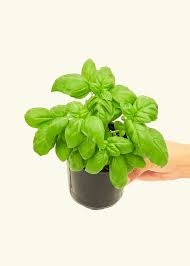 Image result for Ocimum basilicum