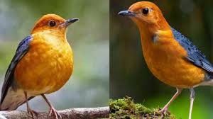 Check spelling or type a new query. 12 Cara Merawat Burung Anis Merah Agar Cepat Bunyi Arenahewan Com