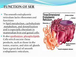We did not find results for: Rough Er Function Cakomo