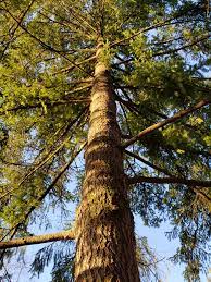 A douglas fir is a naturally spawning crafting component. Species Highlight Douglas Fir For The Love Of Trees Llc For The Love Of Trees Llc