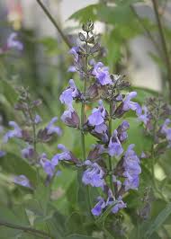 Image result for Salvia stenophylla
