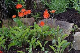 Image result for Gerbera piloselloides
