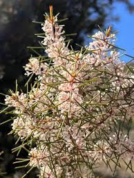 Image result for Haplocoelum