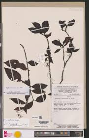 Image result for Psychotria djumaensis