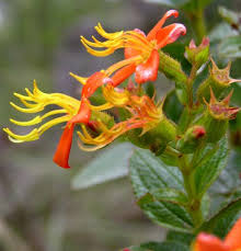 Image result for Syngonanthus longibracteatus