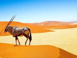The most relaxed way to travel is via the famous desert express!! Namibia Tours And Safaris 2021 2022 Africa Sky