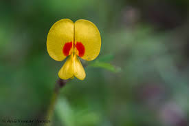 Image result for Smithia