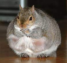 Pin On Squirrels