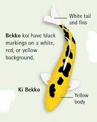 Koi Fish Color Chart 12 Koi Fish Color Meaning In English 2021 Koi Fish Colors Koi Fish For Sale Koi Fish