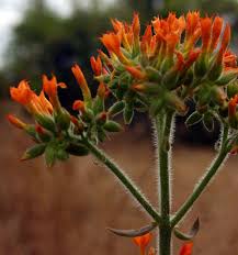 Image result for Kalanchoe lanceolata