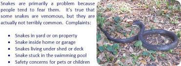 How To Get Rid Of Snakes In The House Or Yard Keep Snakes Away Snake How To Get Rid