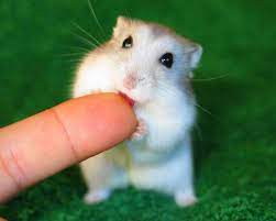 image result for صور هامستر funny hamsters cute hamsters baby hamster