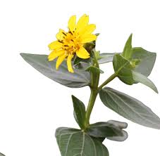 Image result for Aspilia